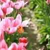 flowerloveshop